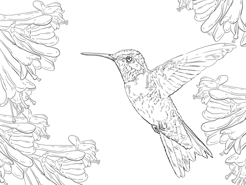 Realistic Ruby Throated Hummingbird Coloring Page